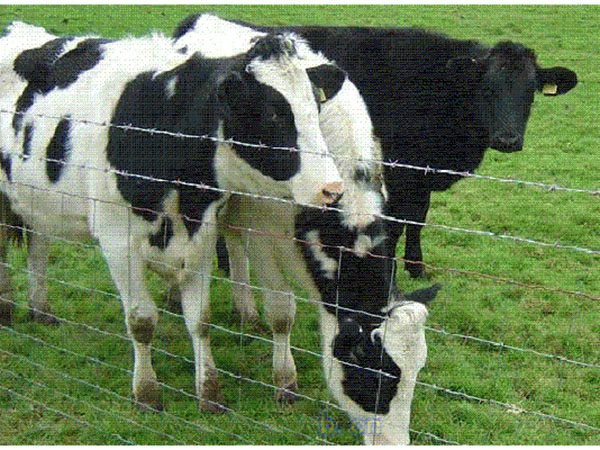 養殖圍欄網圖片3 養殖圍欄網圖片3
