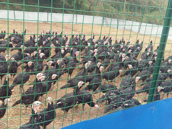 圈地護欄網 - 安平縣中澤絲網制造有限公司圖片2